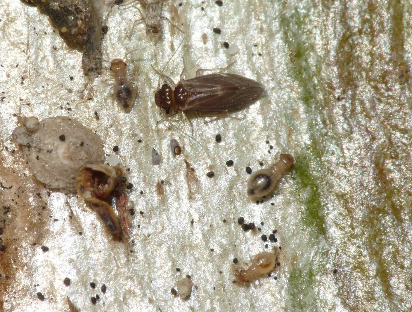 Psocoptera: (Peripsocidae genere Peripsocus?)